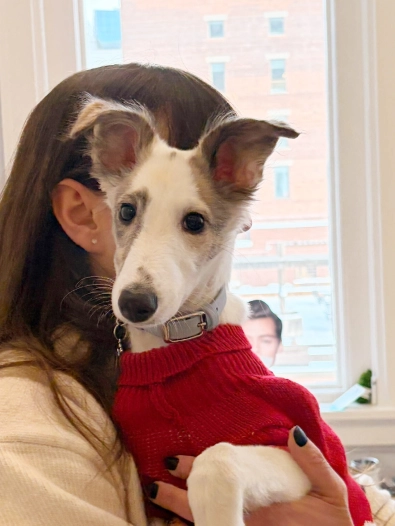 Small dog in a red sweater being held in someone’s arms indoors, looking directly at the camera.