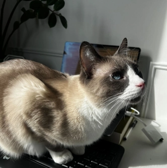 Blue-eyed cat perched on a computer keyboard beside an open laptop in bright window light.